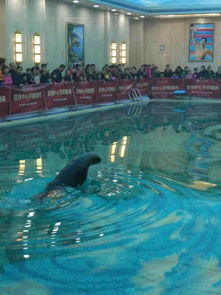 活體海獅海豹表演 動物租賃 海洋生物展 企鵝海獅表演展覽