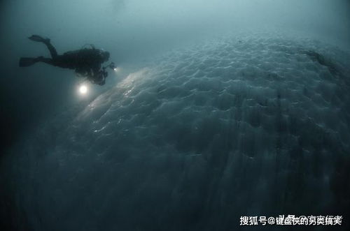 海洋生物正在被它們慢性殺害,而人類是幕后真兇