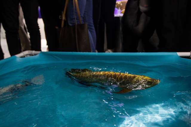 科技男的 追星 之旅 仿生魚過于逼真 仿佛置身水族館