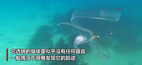 幽靈鰻魚 被發現 南非潛水員遇完全透明海洋生物,正捕食水母