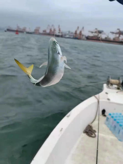 海上揮桿比拼釣技 一組圖片帶你了解防城港市海釣大賽