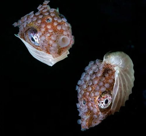 絢麗多彩 形狀奇異的海洋生物,與陸地生物完全不相同