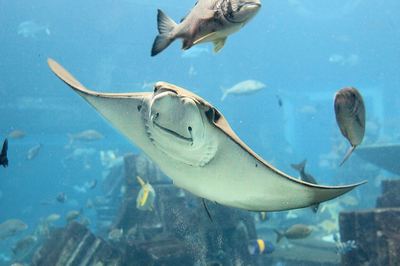 三亞亞特蘭蒂斯失落的空間水族館